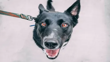 happy dog on a leash