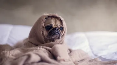 A stressed pug on a bed wrapped up in a blanket
